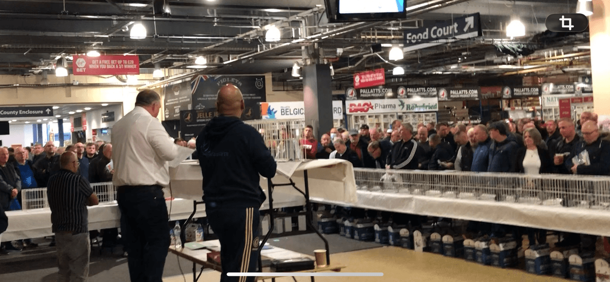 Racing Pigeon International Event returns to Doncaster Racecourse — Doncaster news photo